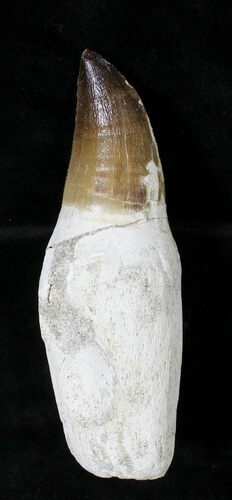 Rooted Mosasaur (Prognathodon) Tooth #19779